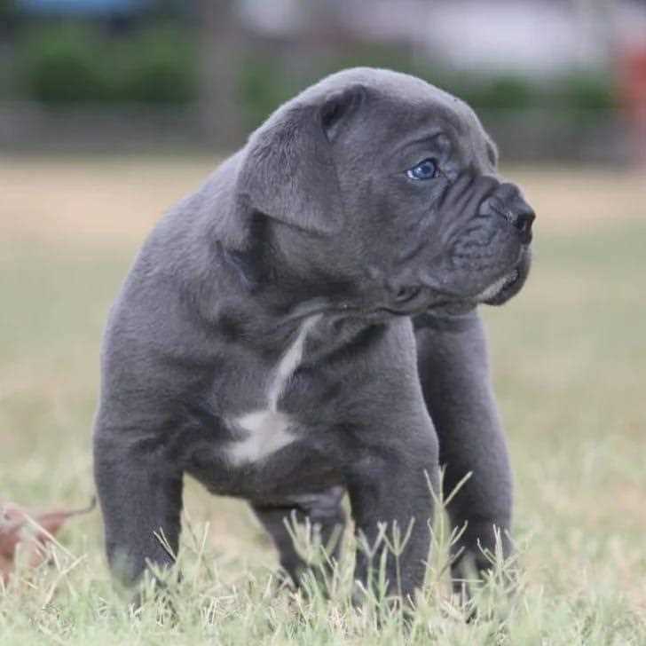 Cane Corso For Sale In Patna