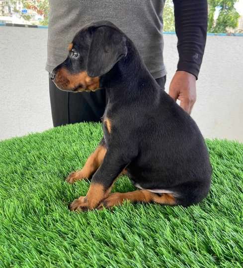 Doberman For Sale In Patna