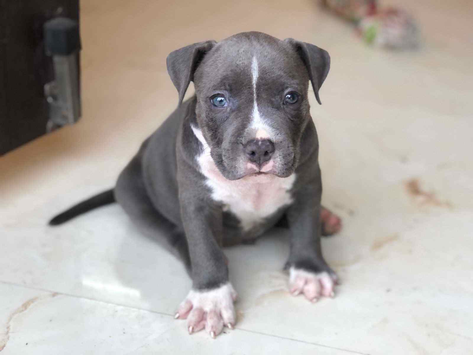 American Bully For Sale In Patna
