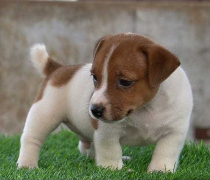 Jack Russell Terrier For Sale In Patna