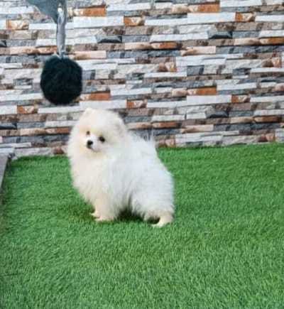 Toy Pomeranian For Sale In Pune