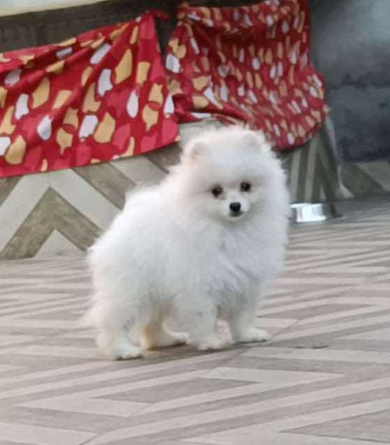 Toy Pomeranian For Sale In Pune
