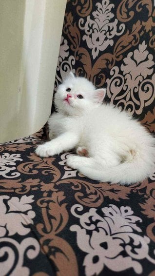Persian For Sale In Chandigarh