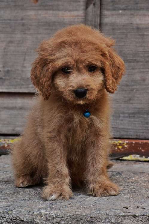 Goldendoodle For Sale In Hyderabad