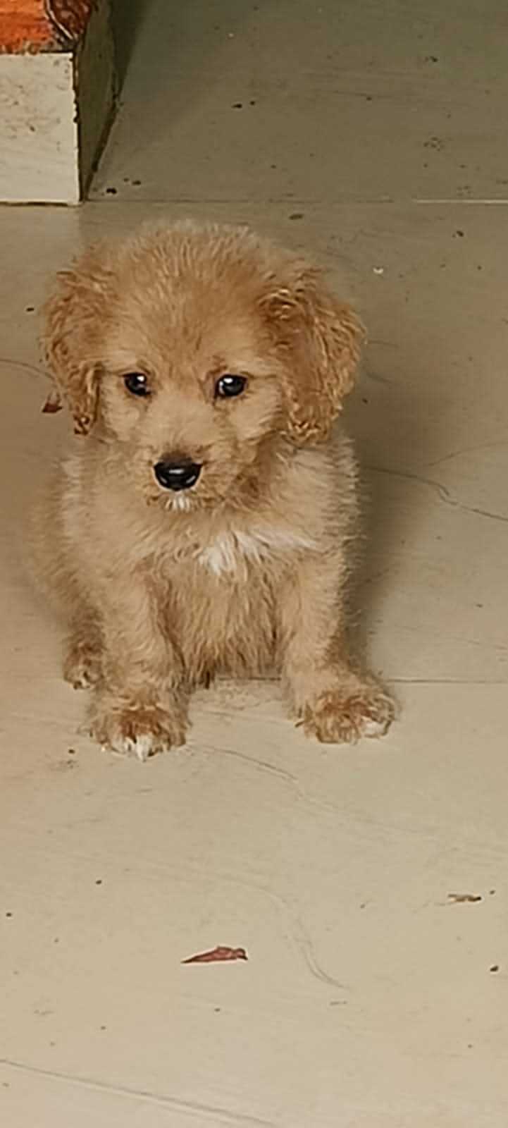 Goldendoodle For Sale In Hyderabad