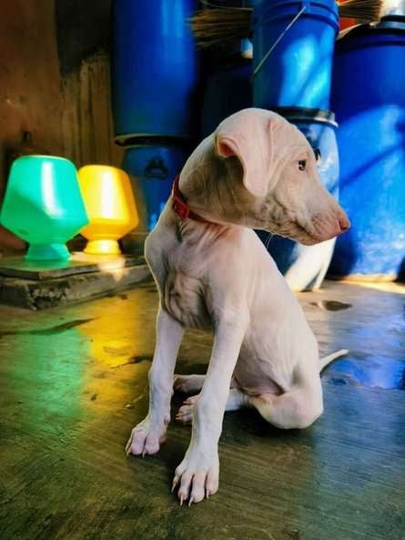 Rajapalayam For Sale In Hyderabad