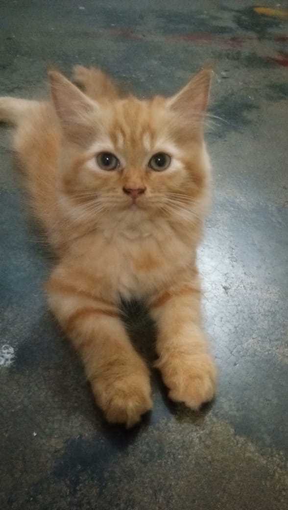 Persian For Sale In Patna