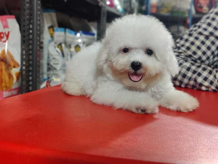Maltese For Sale In Patna