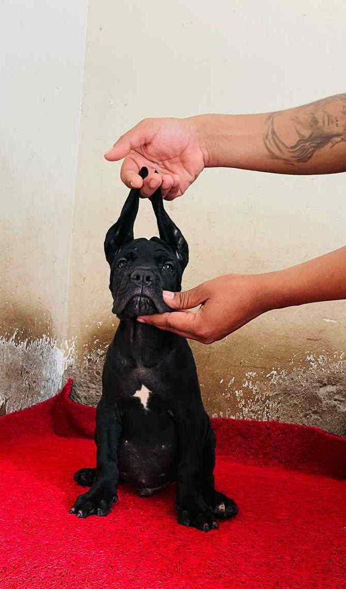 Cane Corso For Sale In Patna