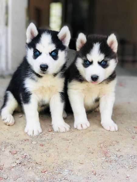 Siberian Husky For Sale In Patna