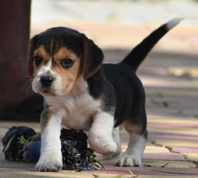 Beagle For Sale In Chandigarh