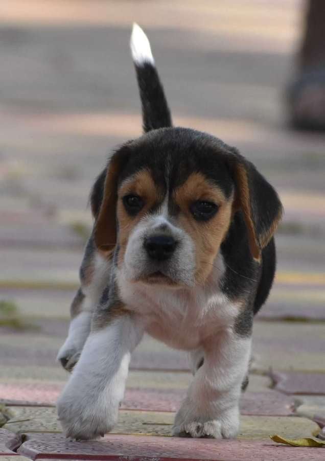 Beagle For Sale In Chandigarh