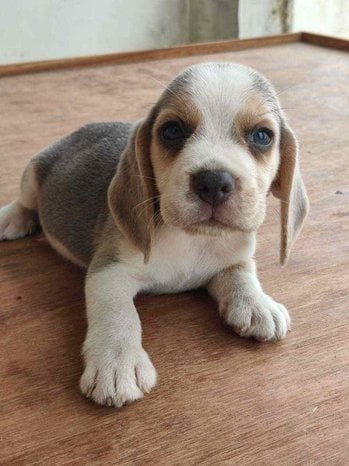 Beagle For Sale In Chandigarh