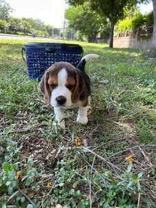 Beagle For Sale In Chandigarh