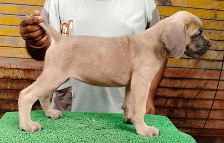 Bullmastiff For Sale In Chandigarh