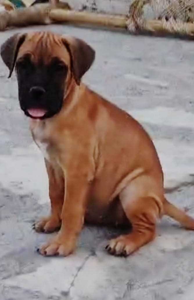 Bullmastiff For Sale In Chandigarh