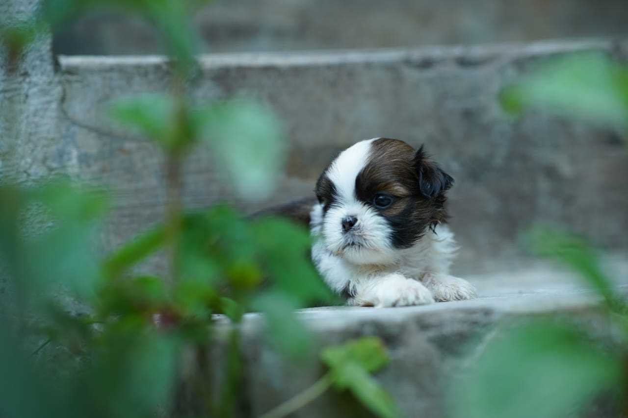 Shih Tzu For Sale In Chandigarh