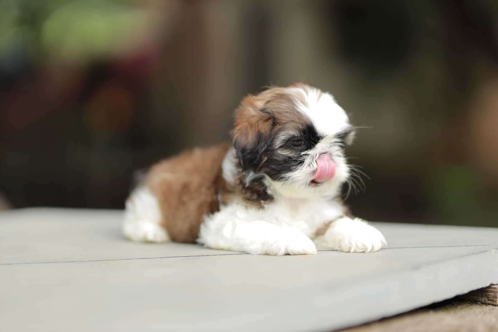 Shih Tzu For Sale In Chandigarh