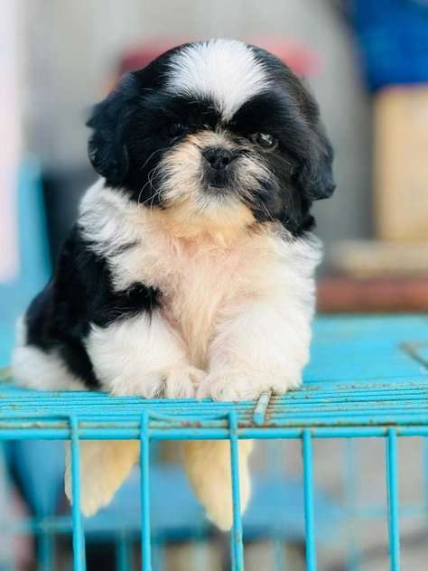 Shih Tzu For Sale In Chandigarh