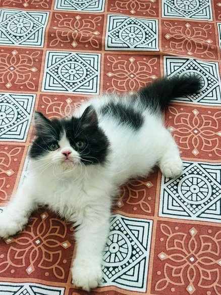 Persian For Sale In Chandigarh