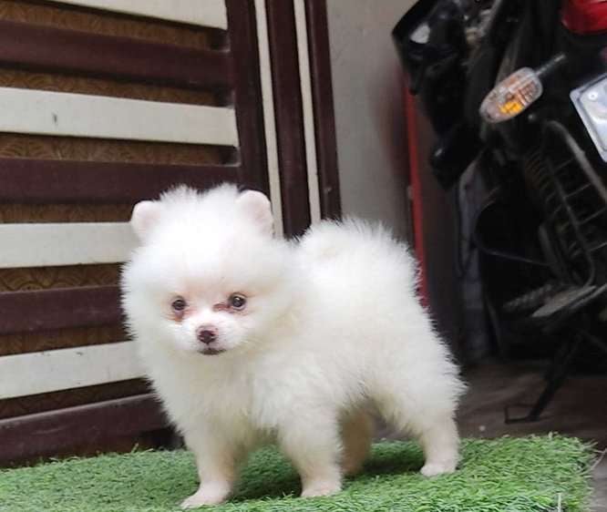 Toy Pomeranian For Sale In Lucknow