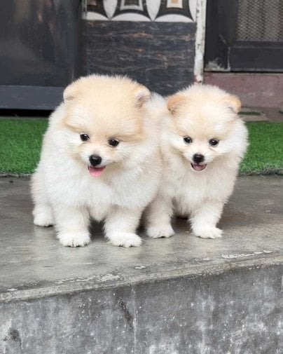 Toy Pomeranian For Sale In Lucknow