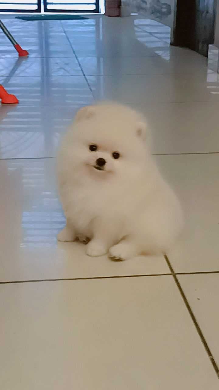 Toy Pomeranian For Sale In Lucknow