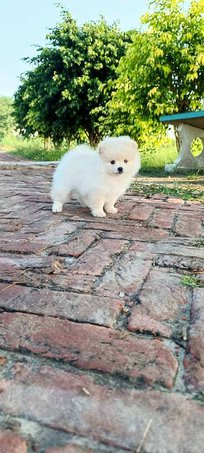 Toy Pomeranian For Sale In Lucknow