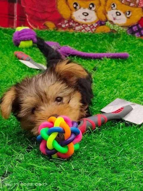 Yorkshire Terrier For Sale In Lucknow