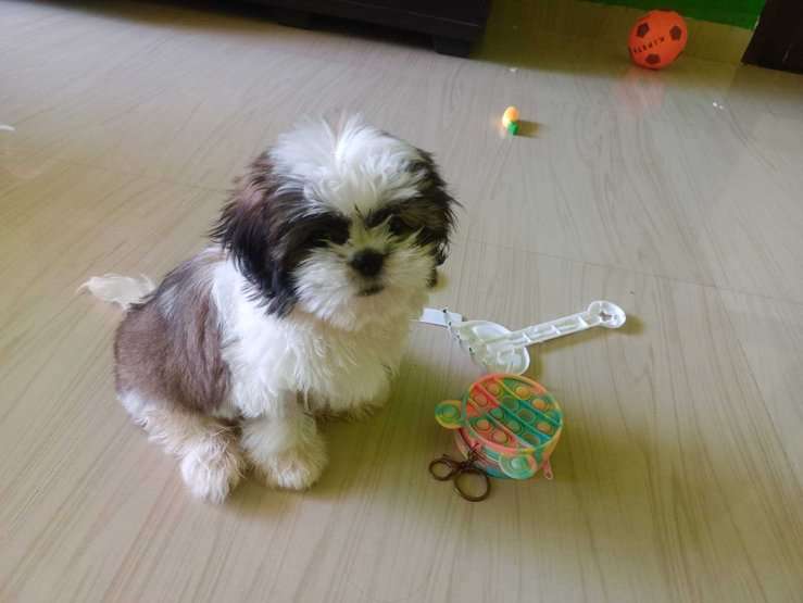 Shih Tzu For Sale In Lucknow