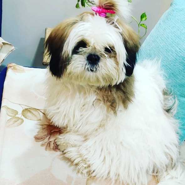 Shih Tzu For Sale In Lucknow