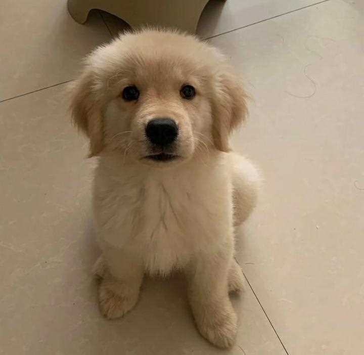 Golden Retriever For Sale In Lucknow