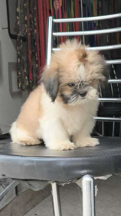 Shih Tzu For Sale In Lucknow