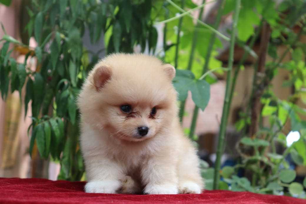 Toy Pomeranian For Sale In Lucknow