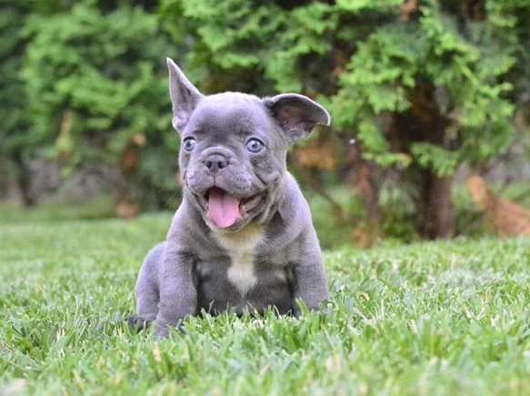 French Bulldog For Sale In Lucknow