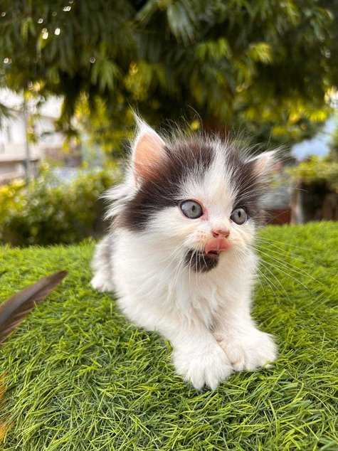 Persian For Sale In Lucknow