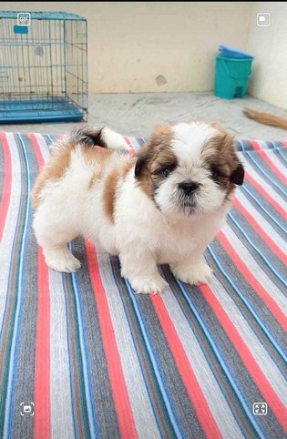 Shih Tzu For Sale In Lucknow