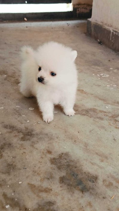 Toy Pomeranian For Sale In Delhi
