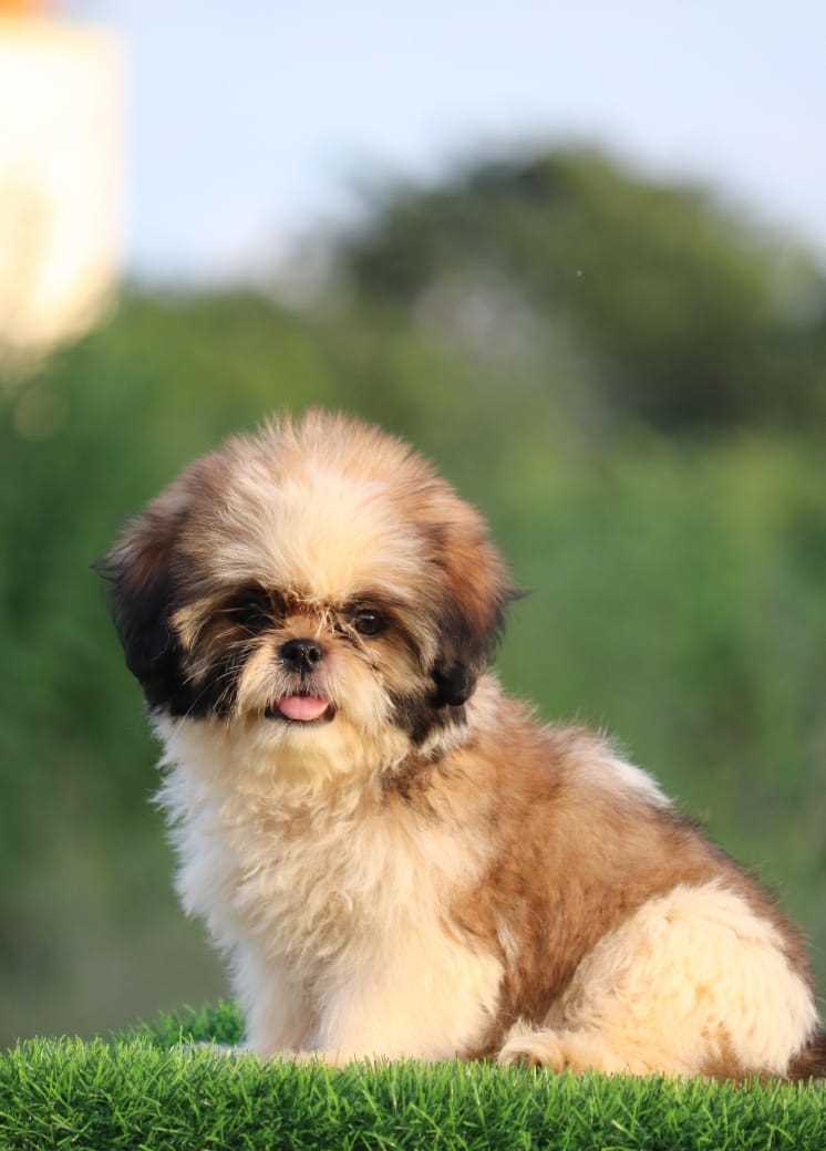 Shih Tzu For Sale In Lucknow