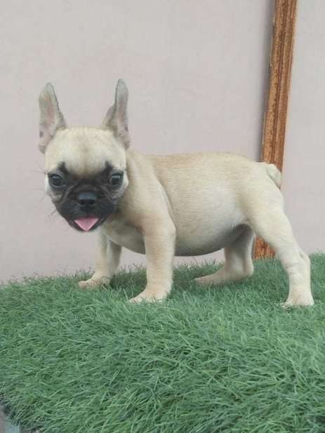 French Bulldog For Sale In Lucknow