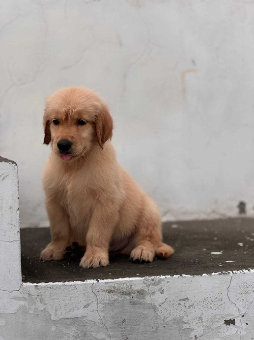 Golden Retriever For Sale In Lucknow