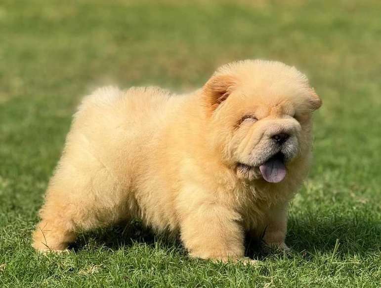 Chow Chow For Sale In Lucknow