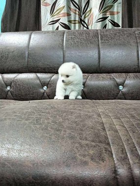 Toy Pomeranian For Sale In Delhi