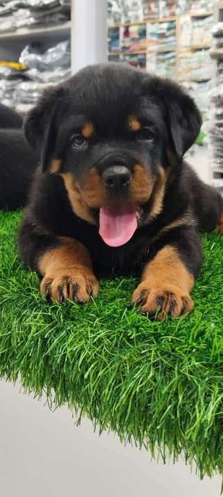 Rottweiler For Sale In Delhi