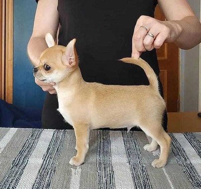 Chihuahua For Sale In Lucknow