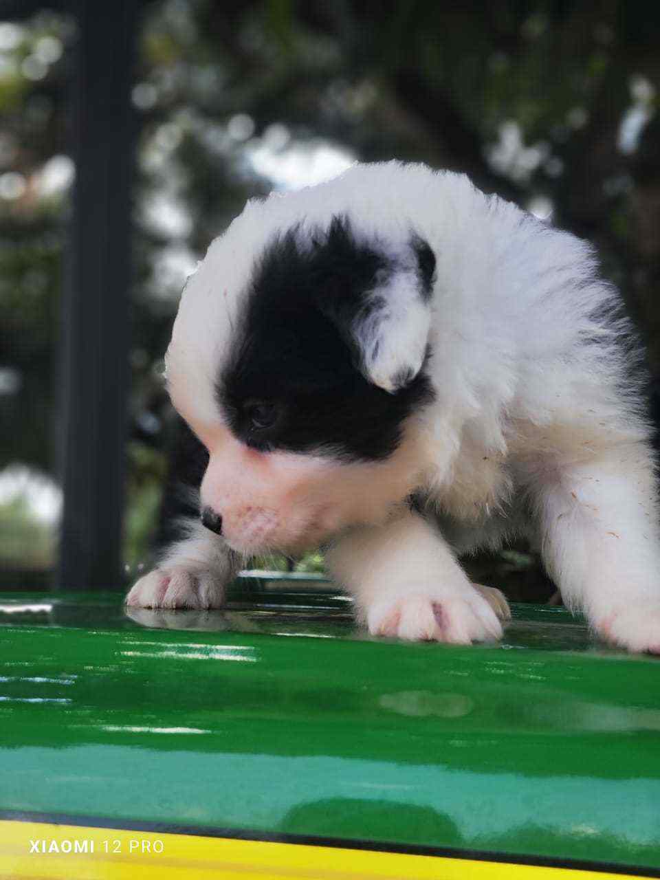 Border Collie For Sale In Lucknow