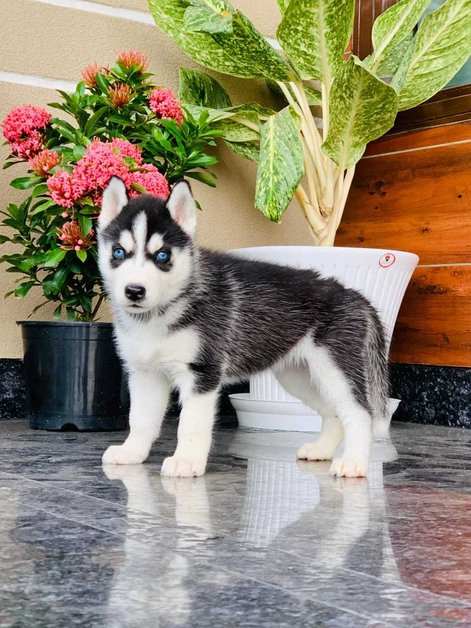 Siberian Husky For Sale In Lucknow