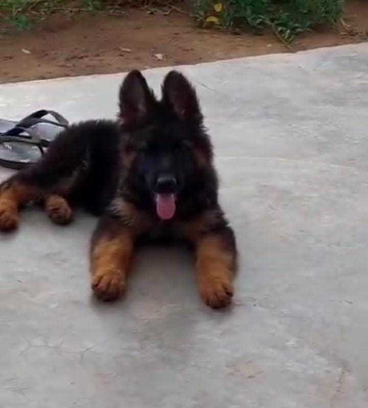 German Shepherd For Sale In Lucknow