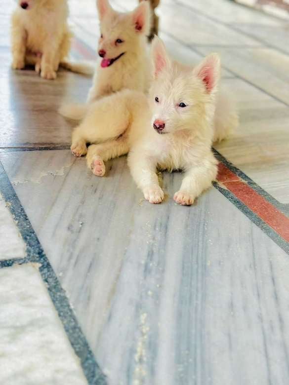 Pomeranian For Sale In Lucknow