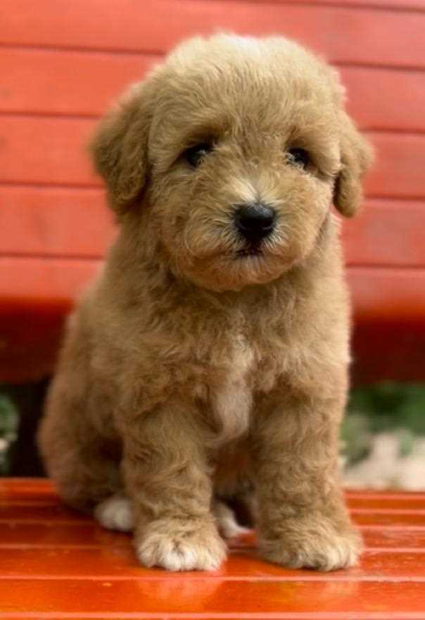 Maltipoo For Sale In Lucknow